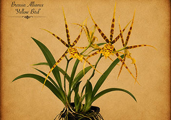 Enter Orchidarium